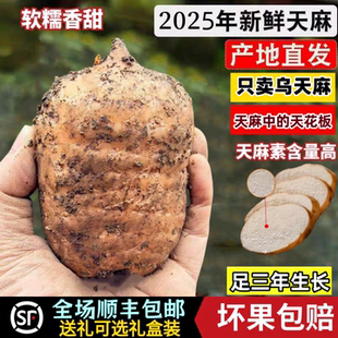 云南昭通小草坝新鲜天麻正宗乌天麻三年生野外野生特级煲汤治头痛