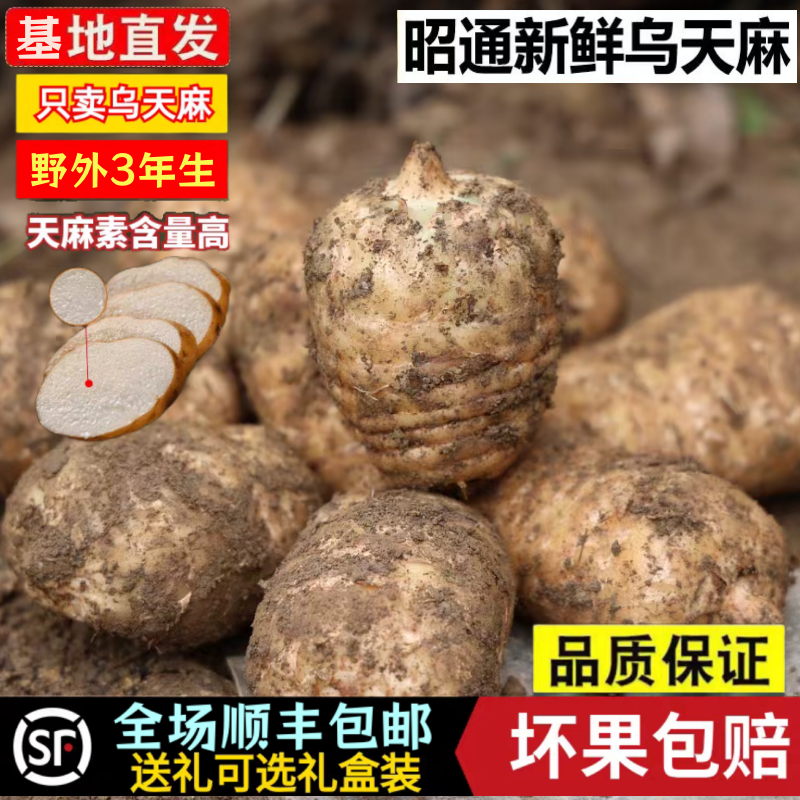 云南昭通小草坝新鲜天麻正宗乌天麻三年生野外野生特级煲汤治头痛