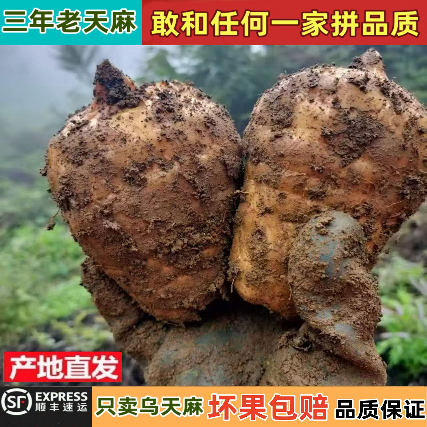 云南昭通小草坝新鲜天麻正宗乌天麻三年生野外生特级煲汤治头痛