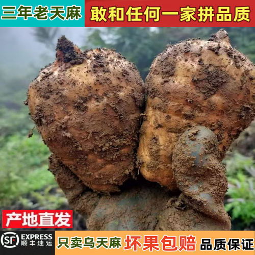 云南昭通小草坝新鲜天麻正宗乌天麻三年生野外生特级煲汤治头痛