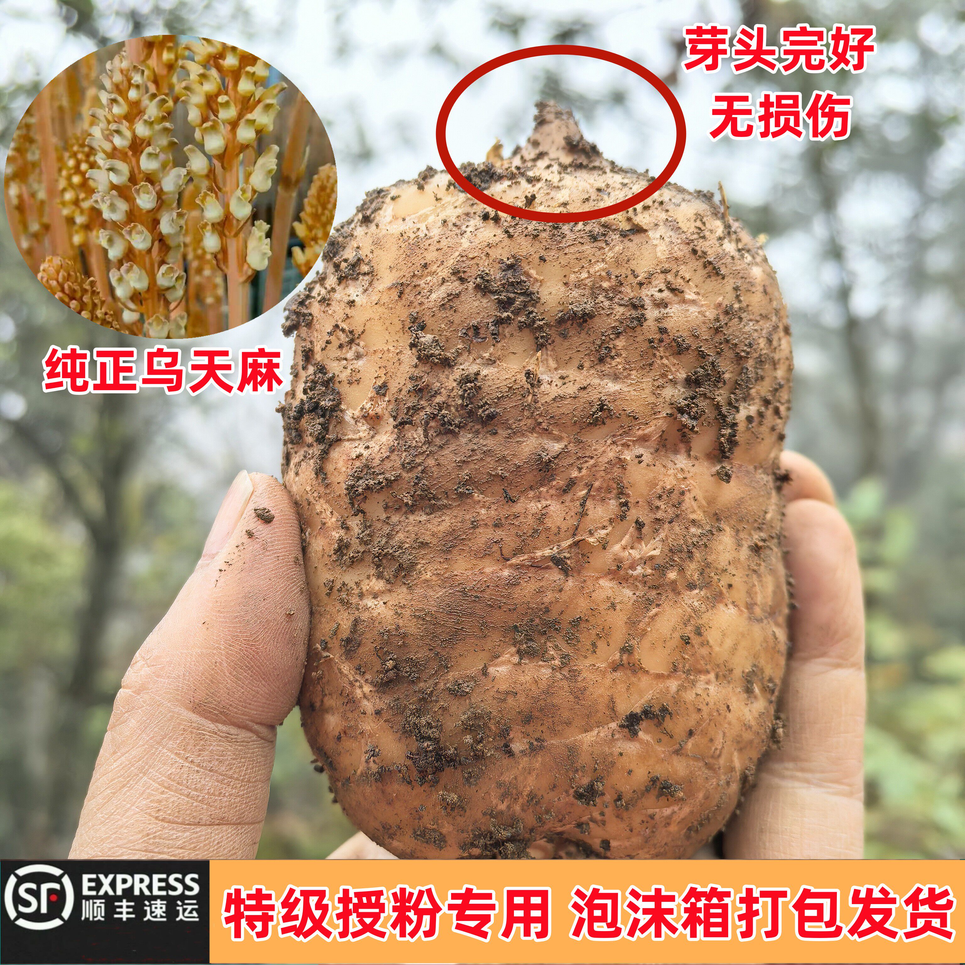 新鲜乌天麻特级授粉麻小草坝原产地天麻苗种麻云南昭通特产种子麻