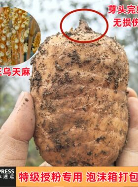新鲜乌天麻特级授粉麻小草坝原产地天麻苗种麻云南昭通特产种子麻