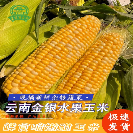 云南金银水果玉米爆浆甜脆新鲜带皮生吃多汁低脂包谷现摘蔬菜代餐