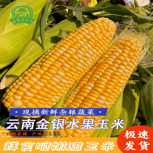 云南金银水果玉米甜脆爆浆多汁