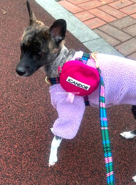 iCANDOR韩国进口宠物狗狗中小型犬彩色彩项圈牵引绳Gentle Leash