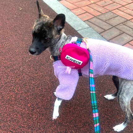 iCANDOR韩国进口宠物狗狗中小型犬彩色胸背项圈可斜背柔软牵引绳