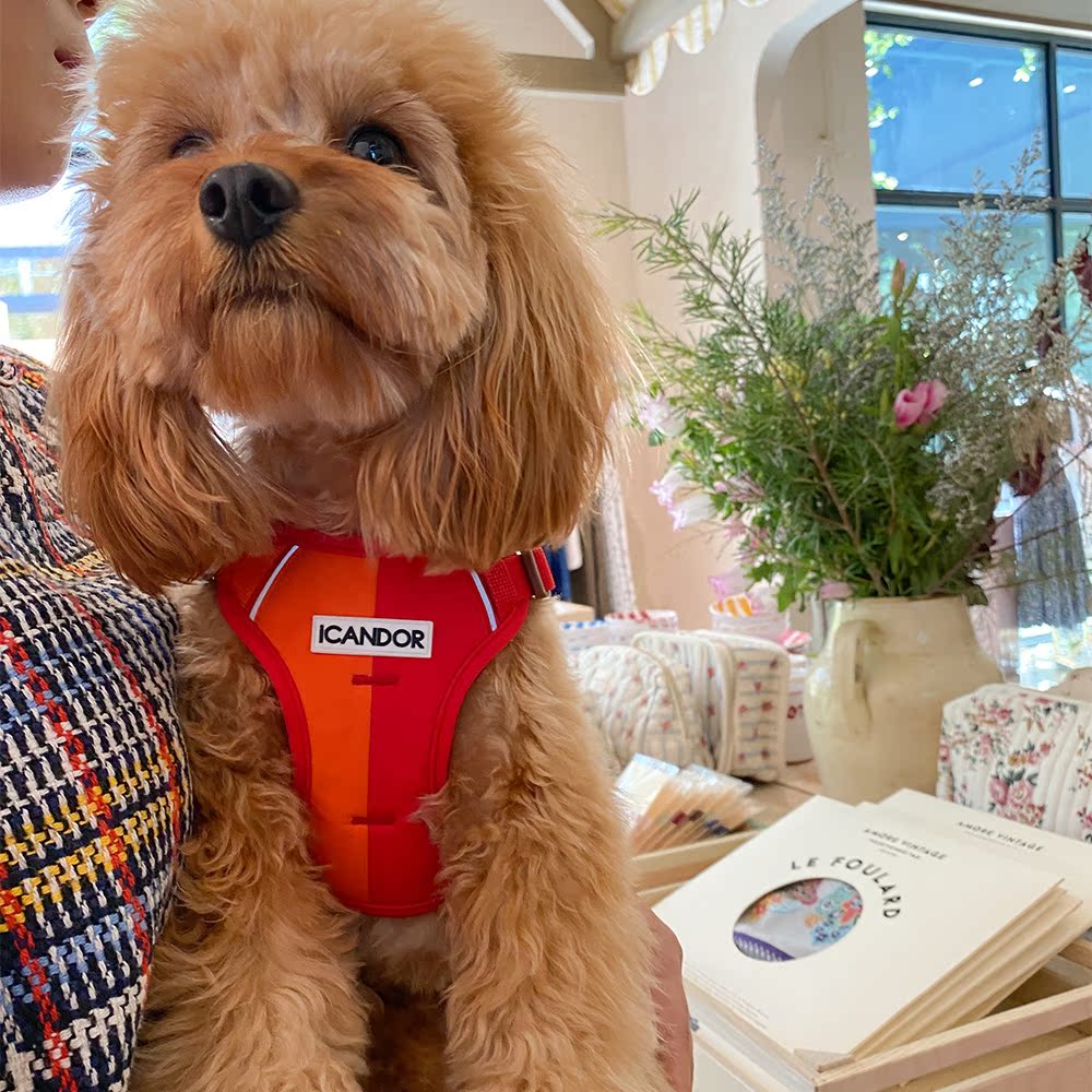 iCANDOR韩国进口宠物狗狗胸背带