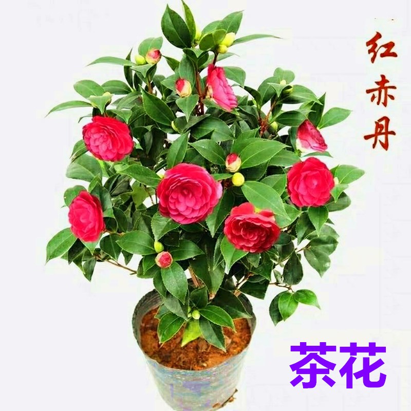 茶花赤丹火龙珠山茶带花苞四季花树苗客厅花卉庭院开花绿植物品种