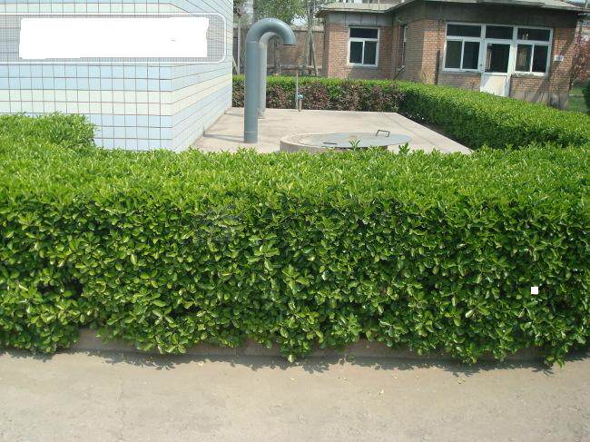 扦插苗冬青小苗园林庭院花园花坛小区四季常青绿化苗大叶黄杨树苗