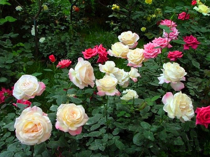 苗圃直销大花品种月季花苗 盆栽地栽攀爬藤本月季 4年大苗在类目 鲜花速递/花卉仿真/绿植园艺, 花卉/绿植盆栽（新）, 绿植中 - 来自Buy2taobao.com提供专业的淘宝代购服务