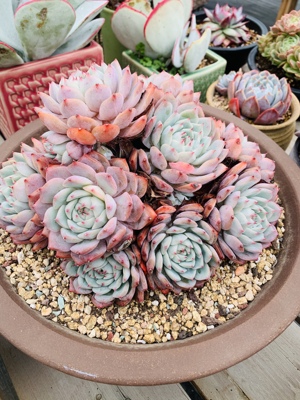 TP多肉植物大群无砍28厘米左右老桩