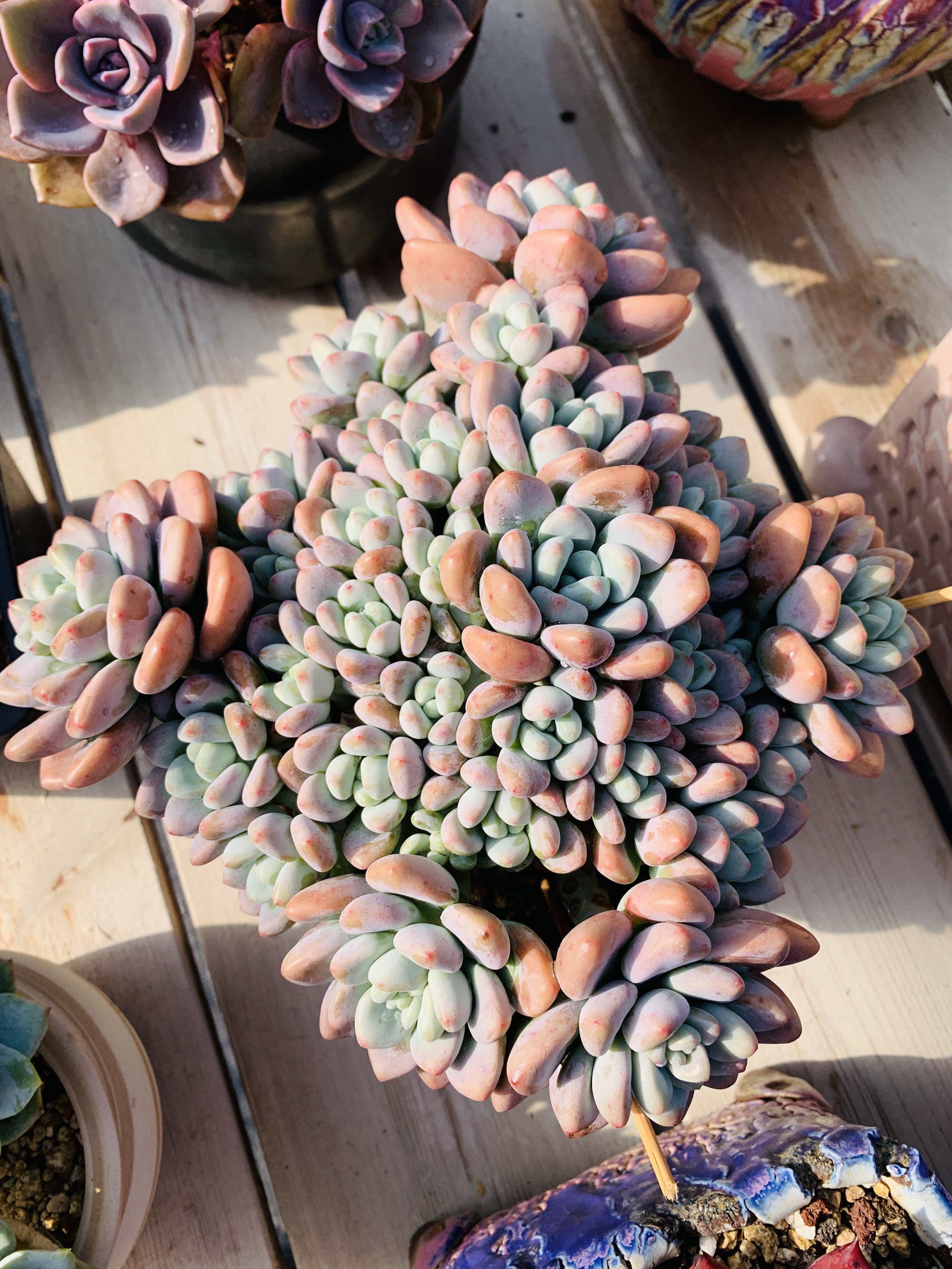 香水洛神老桩平头无砍精控