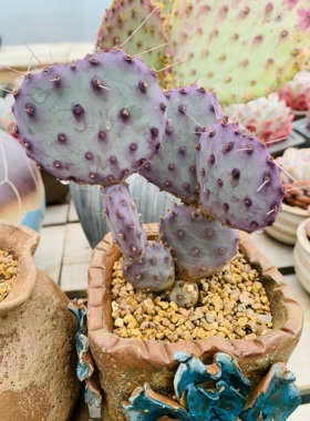 圣丽塔baby老桩无砍多肉植物一物一拍顺丰包邮紫色仙人掌