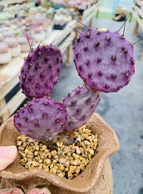 圣丽塔baby紫色仙人掌进口基因多肉植物团扇顺丰包邮一物一拍