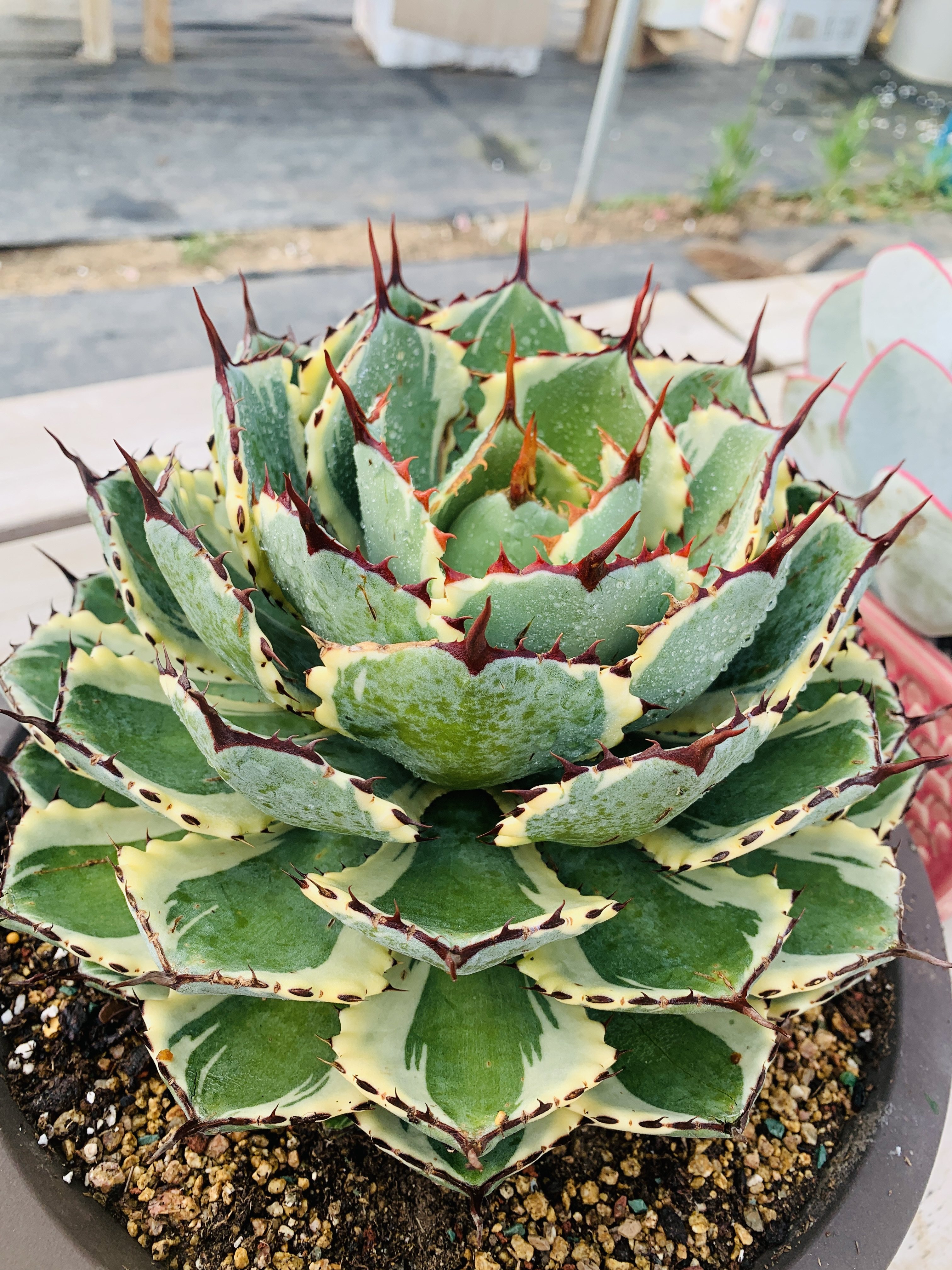 龙舌兰吉祥冠28厘米高20厘米大母本因为太大泡沫粒包装发货,鲜花速递/花卉仿真/绿植园艺,多肉植物,淘宝优惠券,粉丝福利购,淘宝优惠卷