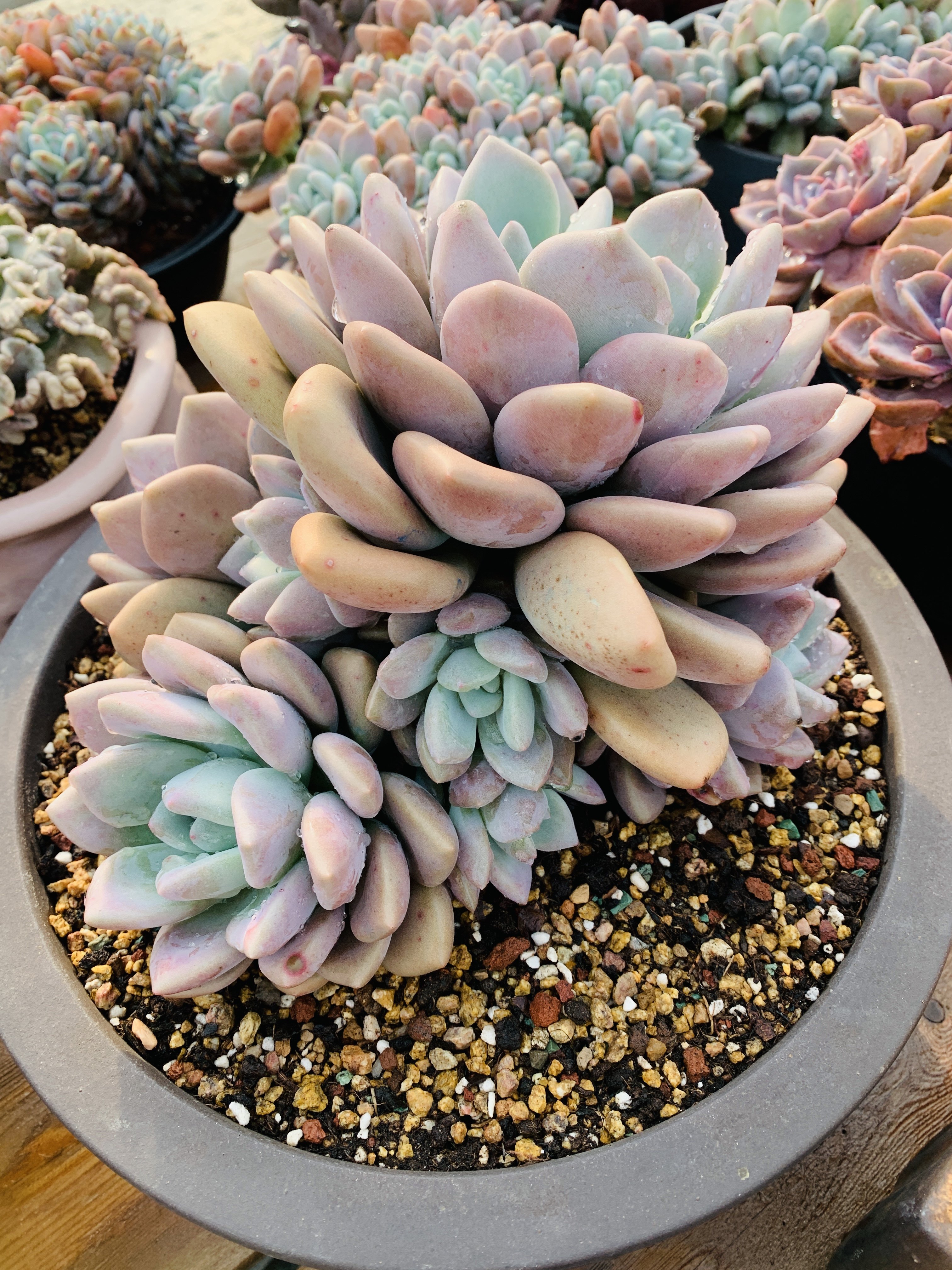 丸叶奥普一物一拍28厘米,鲜花速递/花卉仿真/绿植园艺,多肉植物,淘宝优惠券,粉丝福利购,淘宝优惠卷