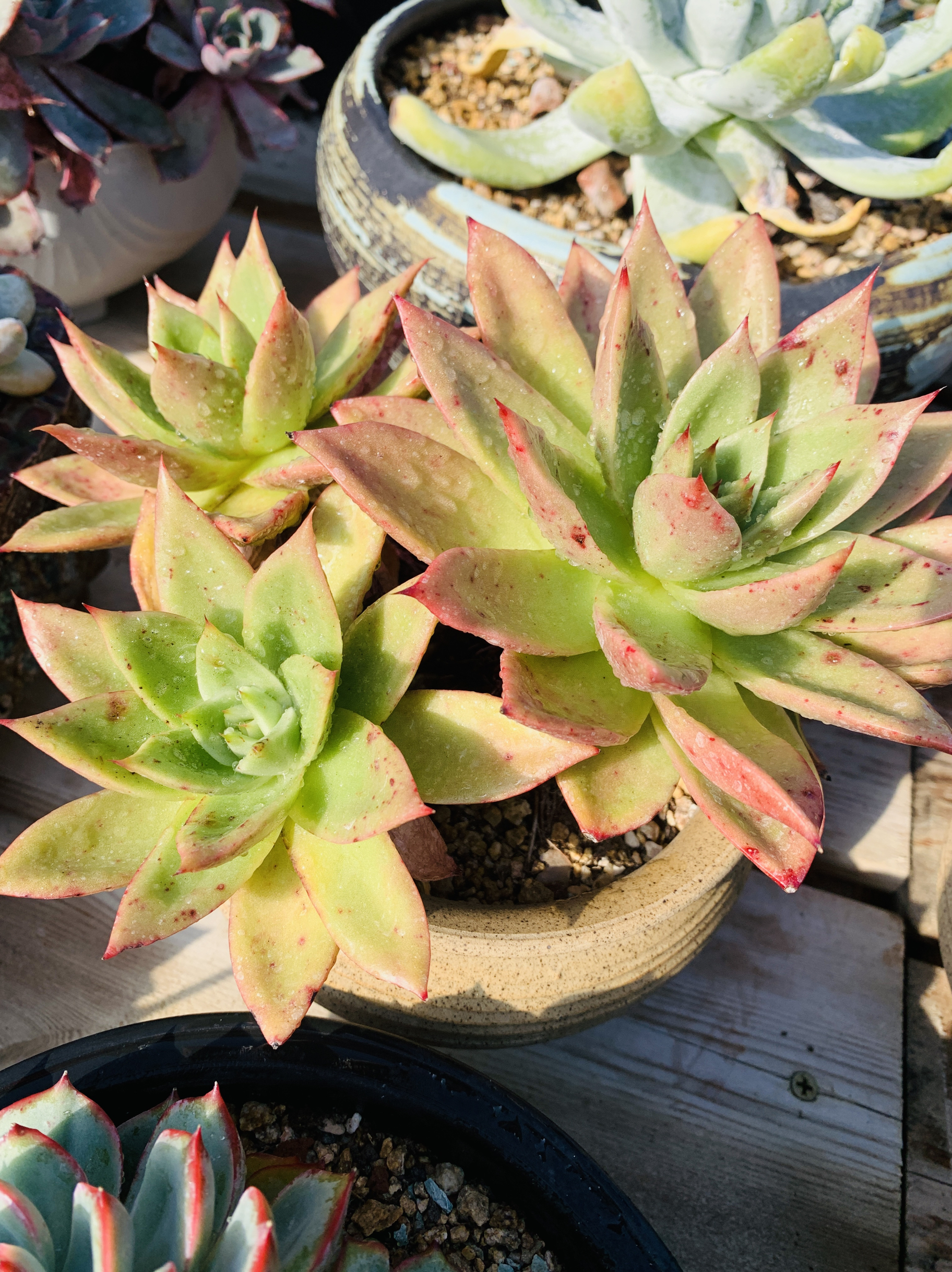 丘比特杂交老桩无砍