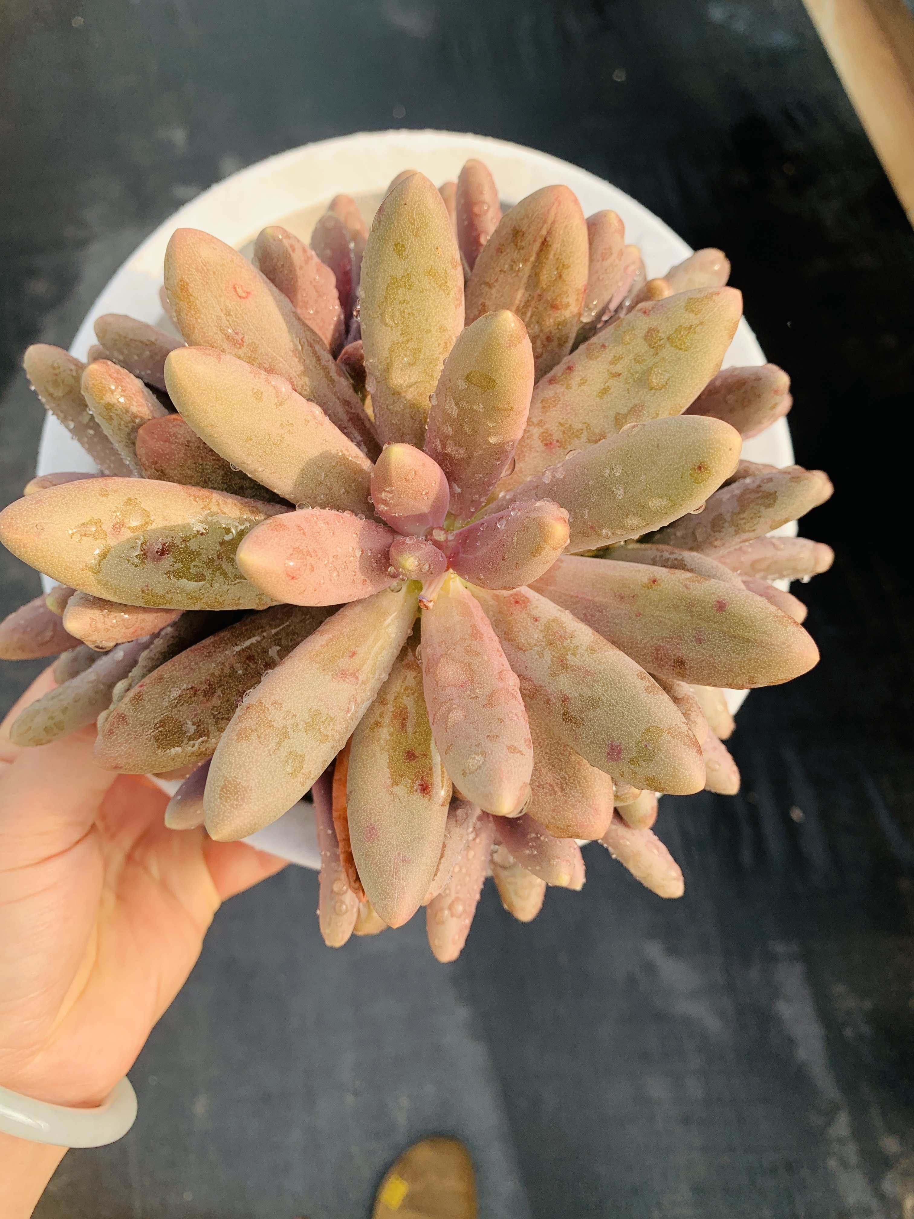 糖果美人老桩捧花一物一拍