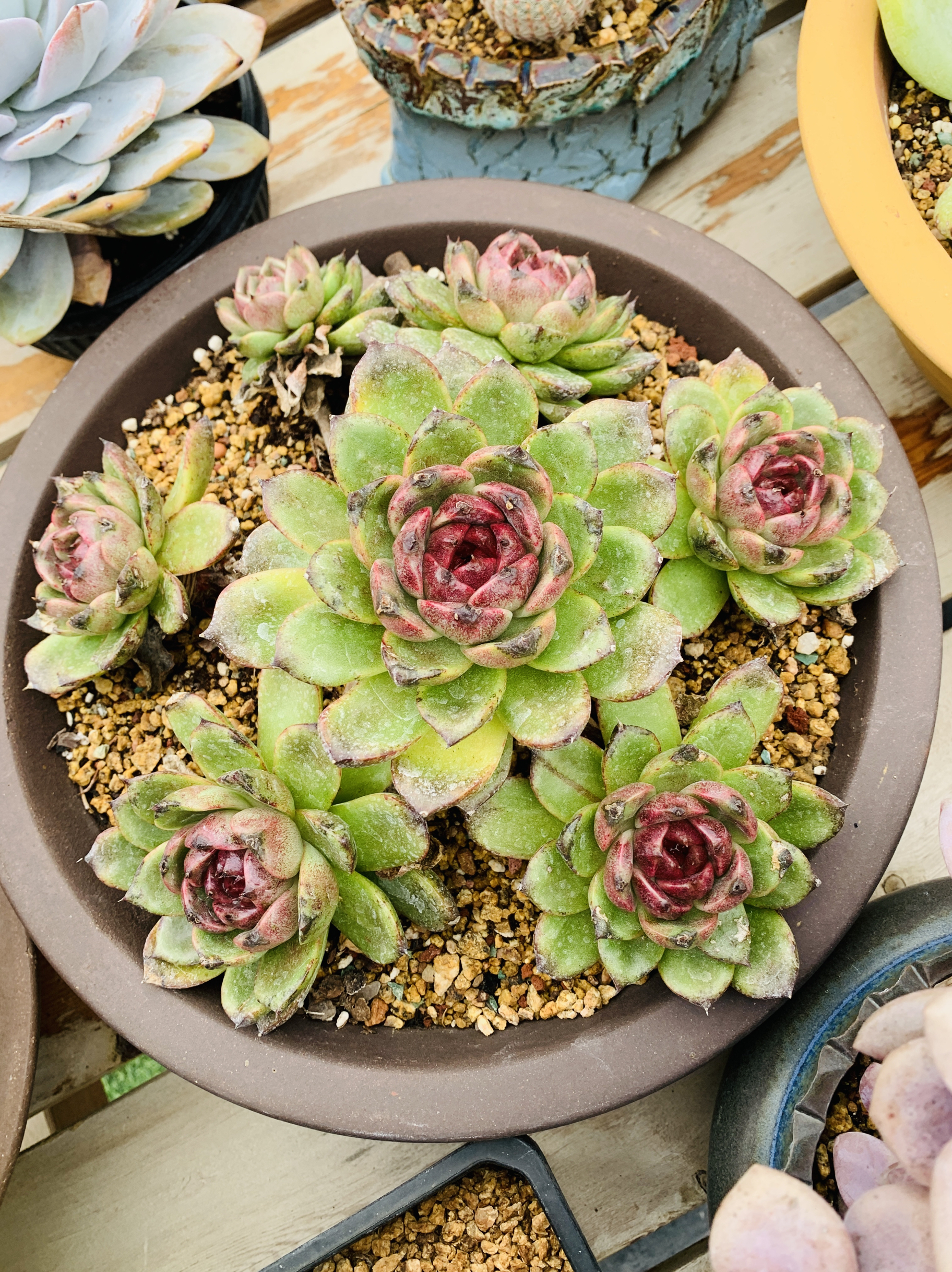 溜溜球老桩无砍多肉植物