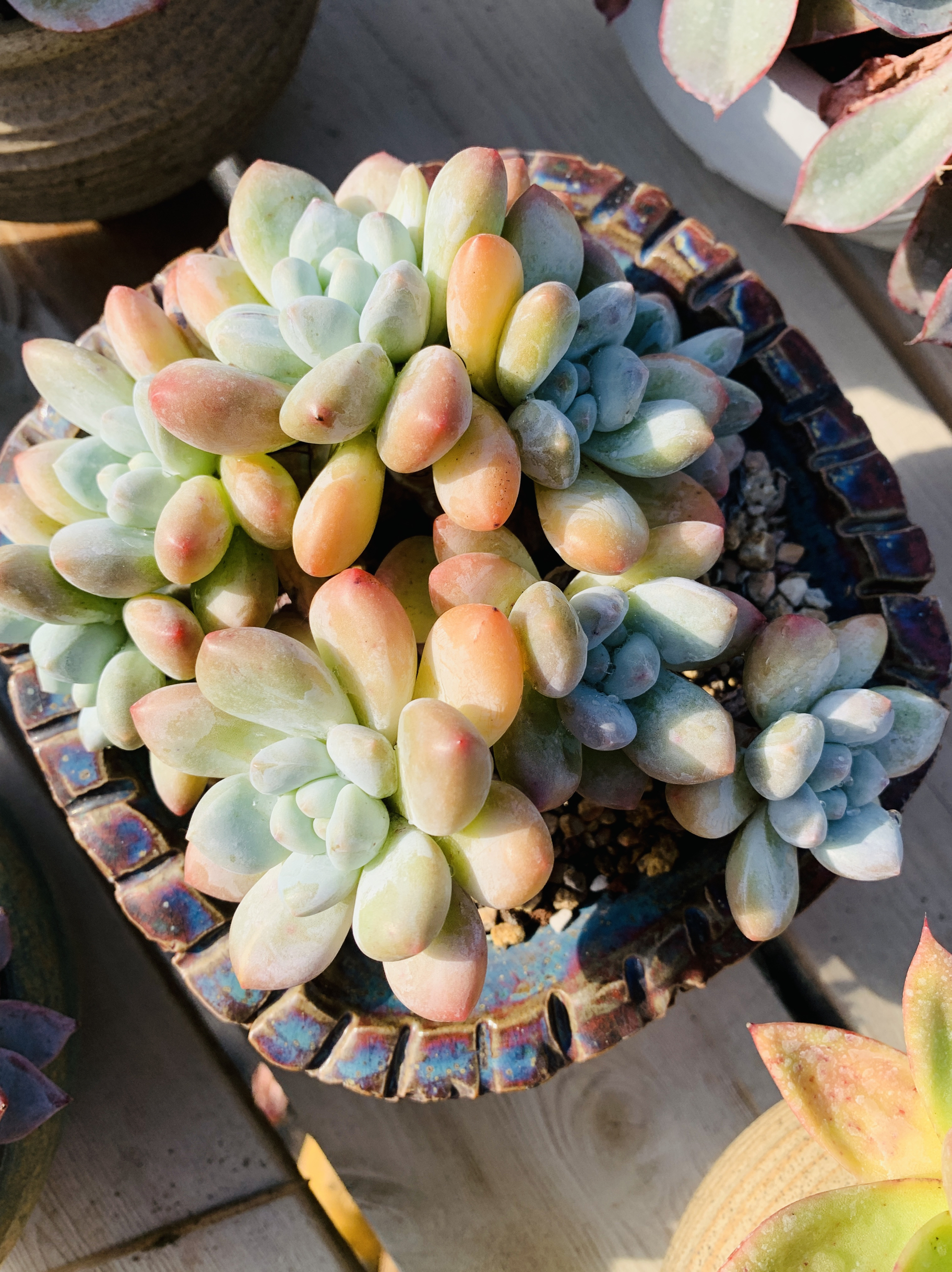 香水老桩多肉植物无砍一物一拍顺丰包邮