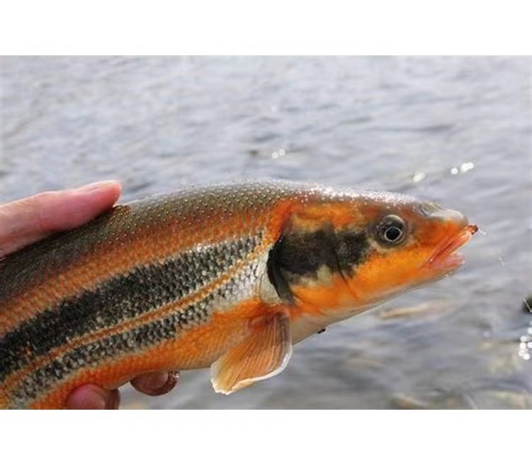 箱根三齿雅罗鱼 原生冷水鱼 珠星三块鱼