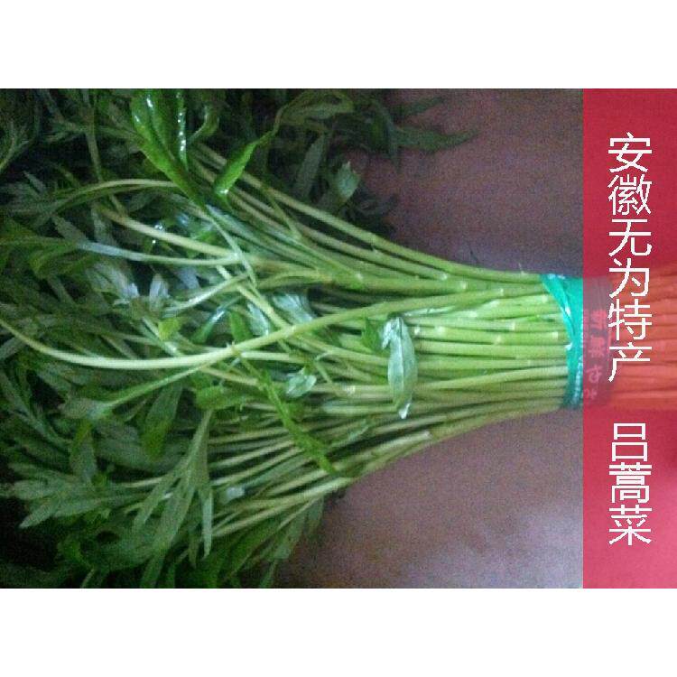 安徽无为特产农家种植绿色菜 吕蒿菜 吕蒿蔬菜散装新鲜菜特色菜