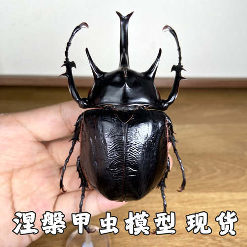 涅槃甲虫模型独角仙三叉戟大兜姬兜战神长戟昆虫冰箱贴扭蛋非标本