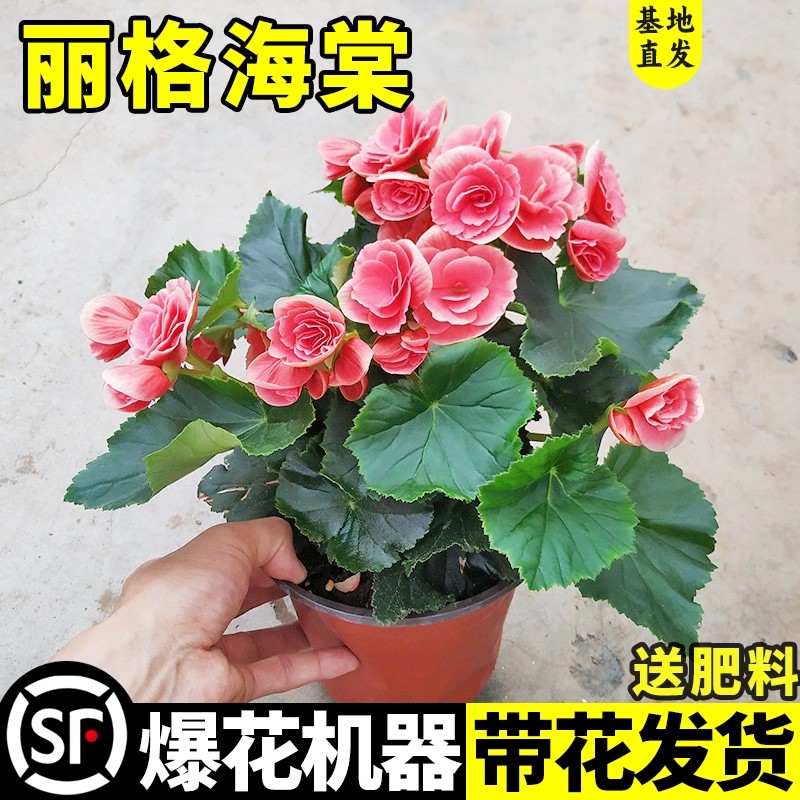重瓣大花丽格海棠花盆栽图片