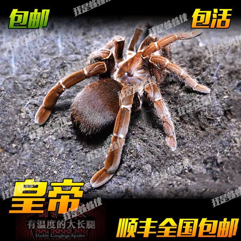 绿色蜘蛛宠物活体捕鸟蛛大体型皇帝巴布小母凶猛霸气粗壮高端好养