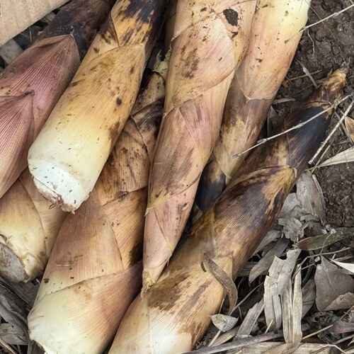 现挖春笋新鲜雷竹笋精品好笋火锅笋油焖笋尖野生早园笋