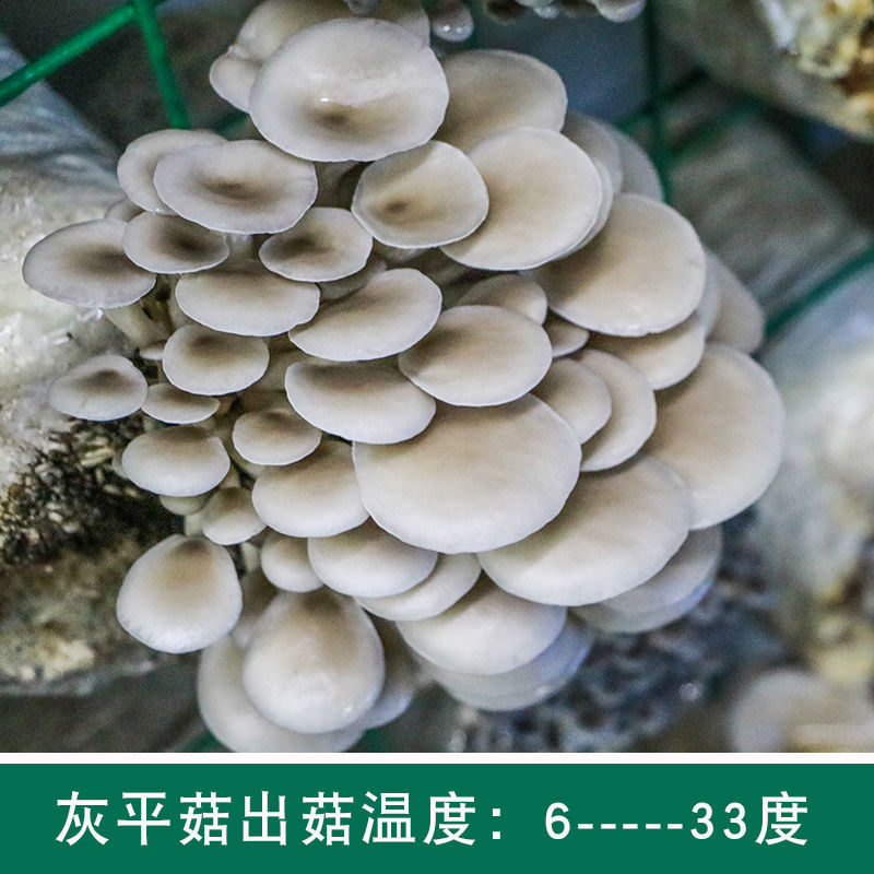 菌菇种植包食用菌榆黄红平蘑菇菌包家庭家种植菌种袋子香菇盆栽
