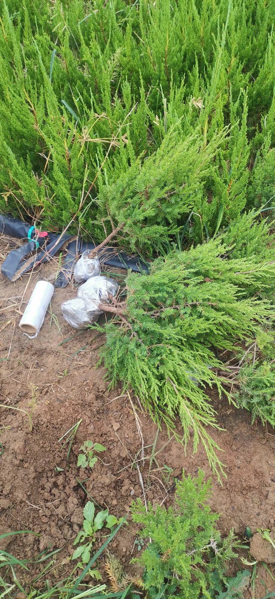 清明墓地松塔柏树苗塔松树苗侧柏树苗松柏树四季长青不落叶大树苗