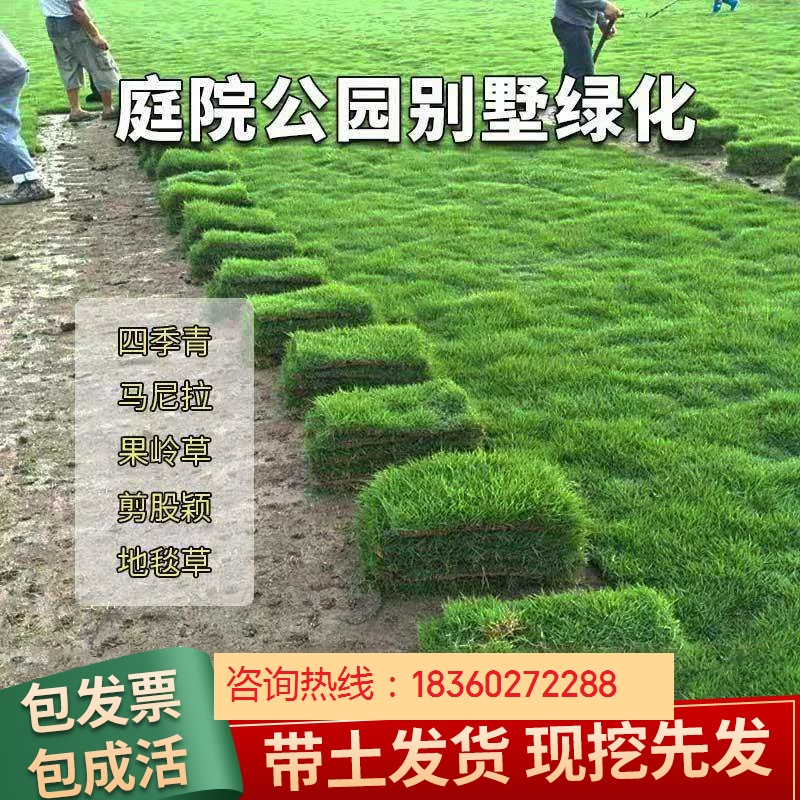 草皮真草坪带泥土别墅花园绿化四季青果岭草台湾草马尼拉草皮带土