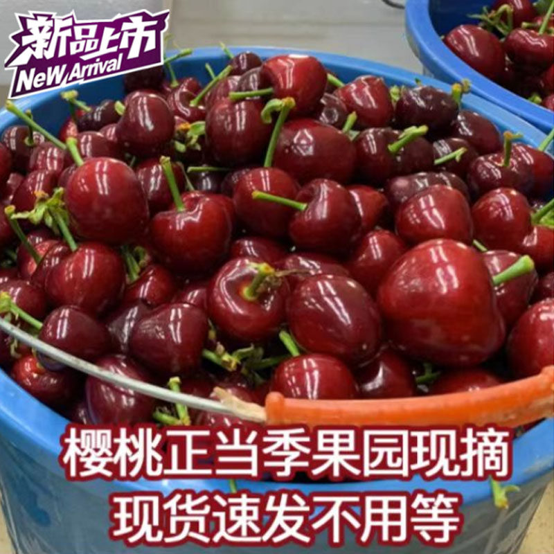 2026新货山东美早大樱桃现摘尝鲜价嘎嘎甜顺丰生鲜速配包邮