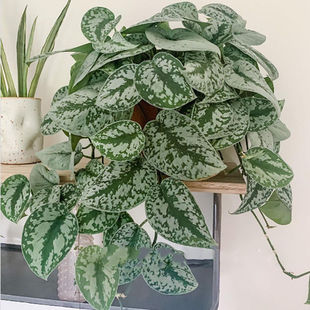 大叶小叶银斑葛花叶绿萝盆栽好养办公室内桌面绿植物长藤垂吊水培