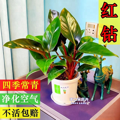 大叶红钻铂金钻绿公主蔓绿绒红掌雪莹盆栽花卉办公室阳台净化空气