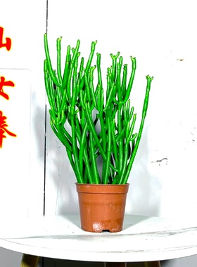 绿珊瑚仙女棒发财树盆栽办公室客厅阳台露台多肉植物桌面光棍树