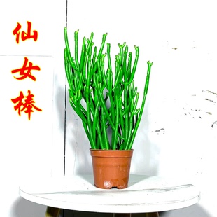 绿珊瑚仙女棒发财树盆栽办公室客厅阳台露台多肉植物桌面光棍树