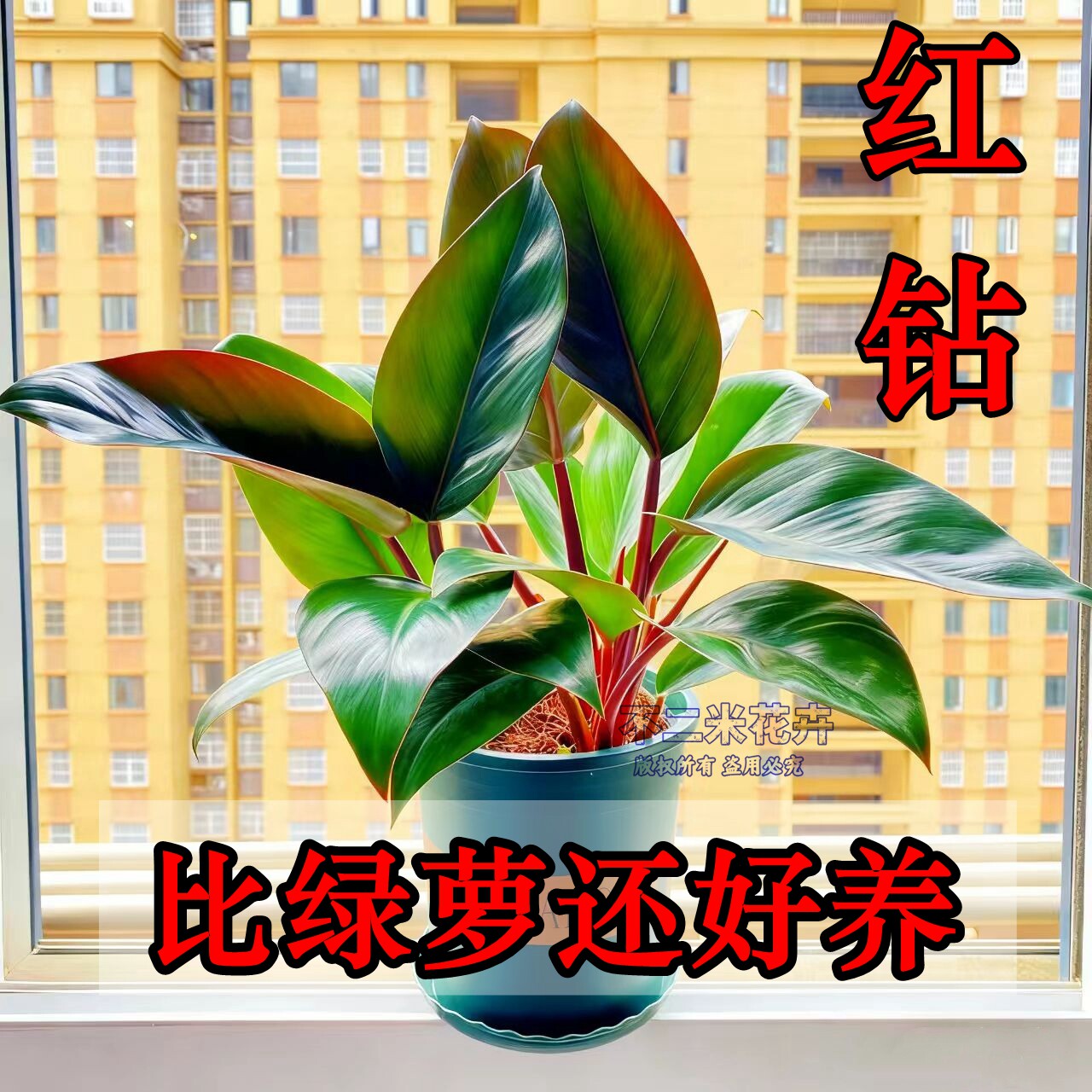 大叶红钻金钻绿公主铂金钻盆栽蔓绿绒彩掌红掌雪莹四季常青办公室