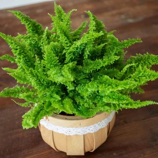 棉花糖蕨肾蕨吉姆蕨天然氧吧新宠绿植盆栽家用净化空气四季常青!