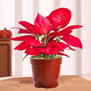 白如意白公主吉利红皇后花盆栽室内桌面好养活净化空气高颜值白象