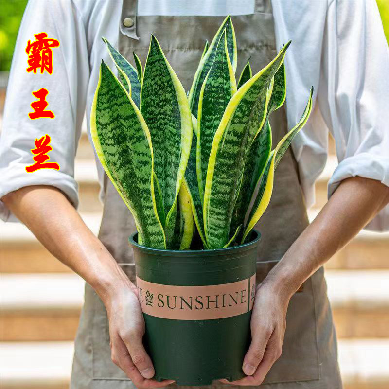 【霸王虎皮兰】新房吸甲醛净化空气多肉植物防辐射室内花卉盆栽