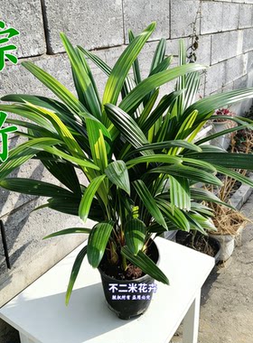 棕竹观音竹竹子室内耐阴观叶绿植客厅摆放招财植物水培家居盆栽