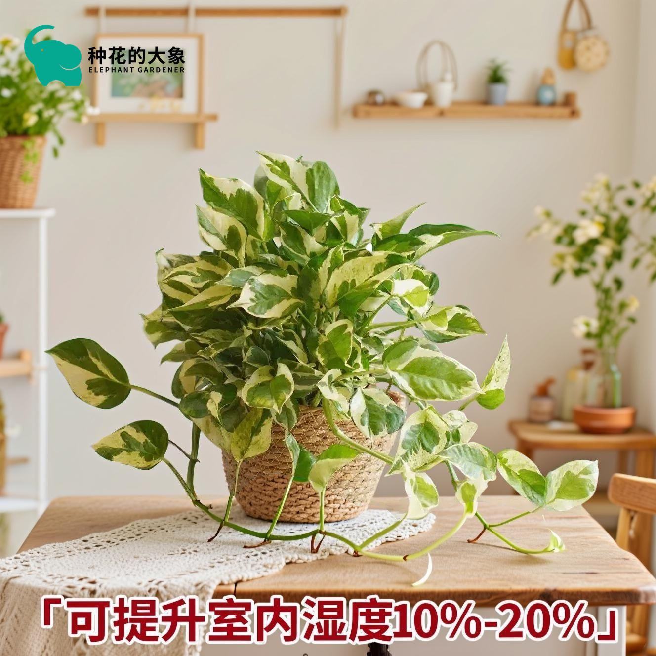 白金葛雪花绿萝花叶绿萝金边绿萝雪花葛盆栽悬挂长藤垂吊室内水培