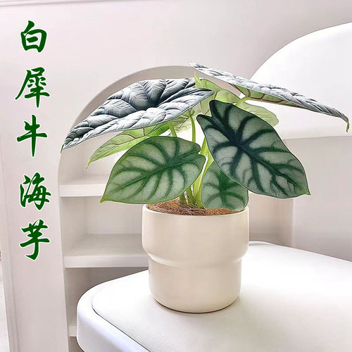 【白犀牛海芋】网红植物室内客厅净化空气北欧风懒人花卉
