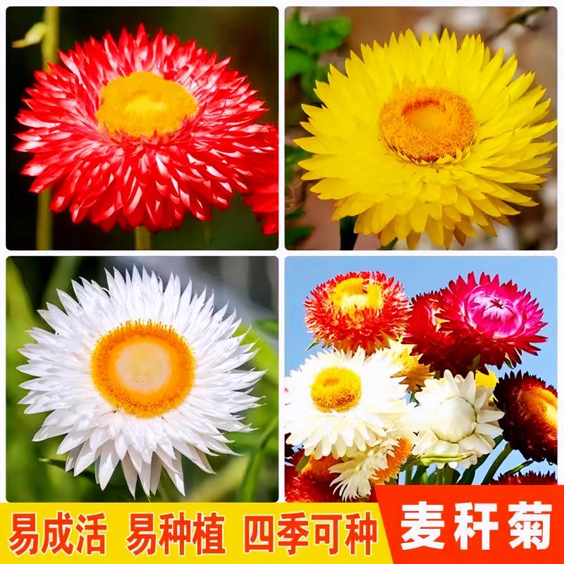 麦秆菊种子混色腊菊干花种籽子景观绿化盆栽阳台园艺切花观花卉孑