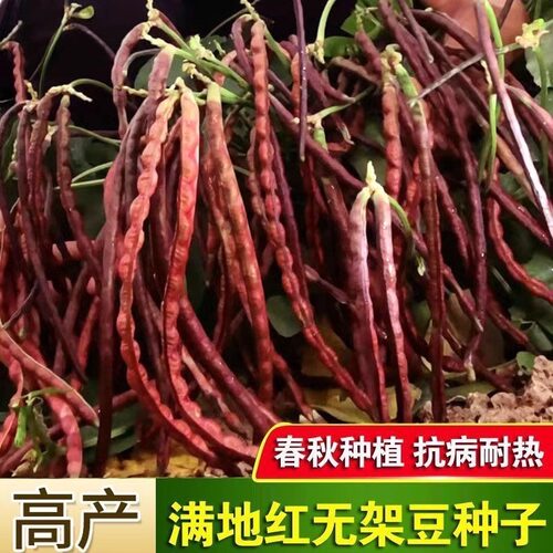 满地红无架豆种子春秋不搭架红豇豆种籽种四季豆角扁豆农家蔬菜孑