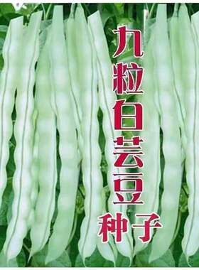 九粒白种子老来少豆角种籽豆角四季豆农家豆角种子淡绿色春秋高产