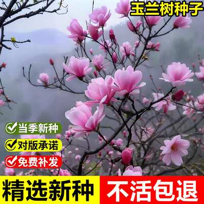 当年新采玉兰树种子迎春花木兰玉堂春广玉兰耐寒耐旱落叶乔木树种