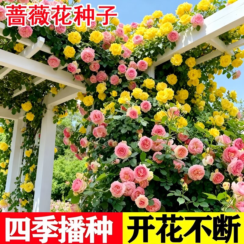 爬藤蔷薇花种子浓香大花重瓣月季玫瑰爬墙花种籽四季耐寒易活开花